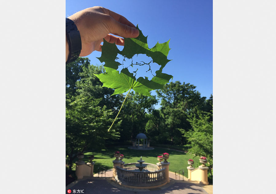 Leaf cutting art shows beauty of life