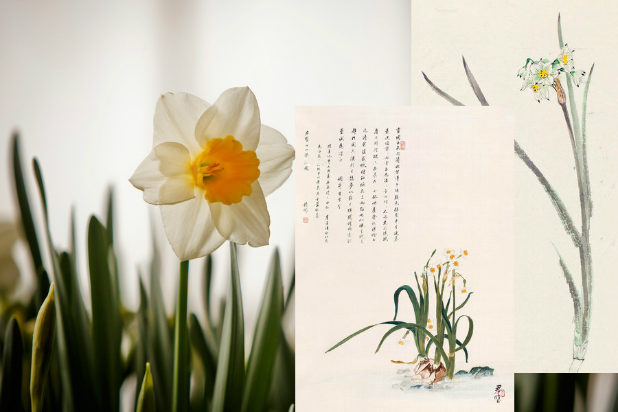 Poetic beauty: 10 most significant flowers in China