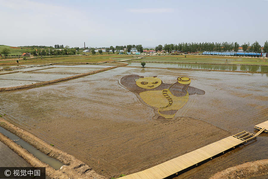 Rice paddy field becomes canvas in Liaoning