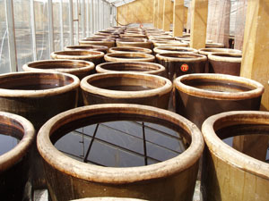 Vinegar culture in China
