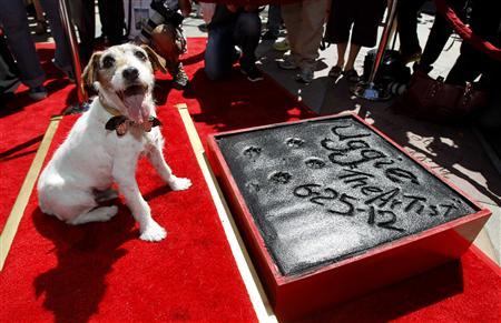 Dog Uggie plants paw prints in Hollywood