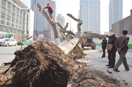 Old trees make way for metro