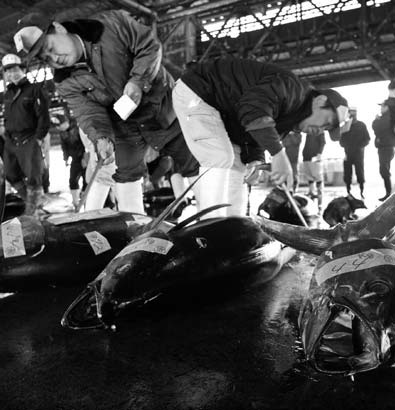 Radioactive water released into sea