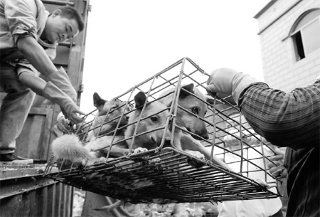 Activists pay to rescue 800 dogs