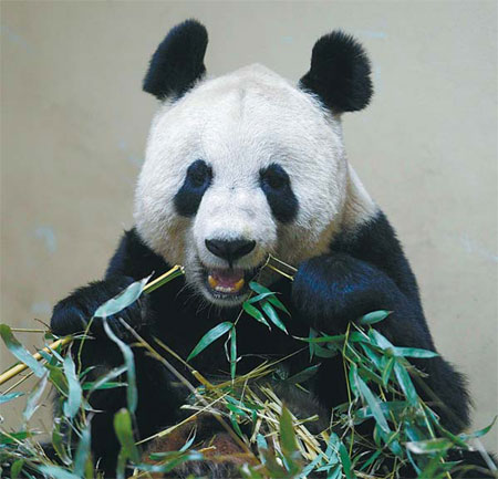 Pandas show interest, but fail to mate at zoo|Pr