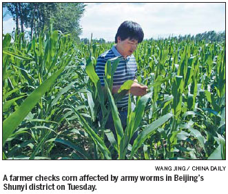 Army worm outbreak brought under control