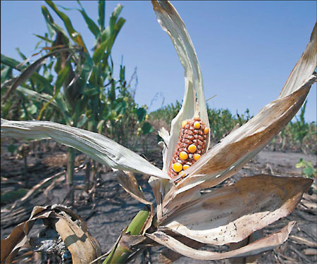 Food crisis 'unlikely to repeat'