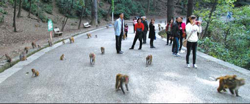 Monkeys rule in Qianling