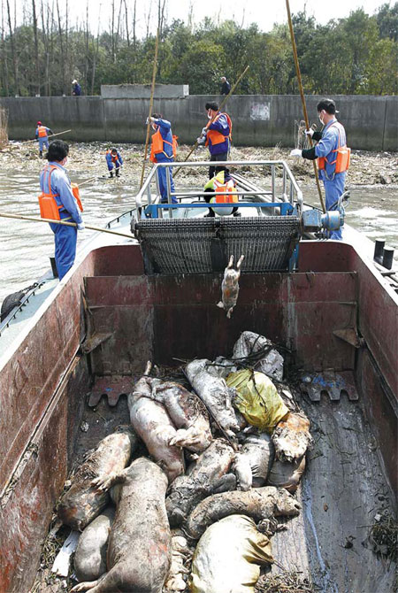 Floating carcasses prompt safety concerns