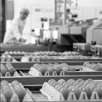 Dalian hatches plan for egg futures