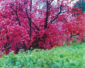 'Green hikers' in an ocean of flowers