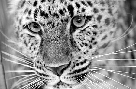 Cross-border reserve to protect leopards