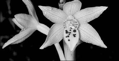 Tourist finds new species of orchid