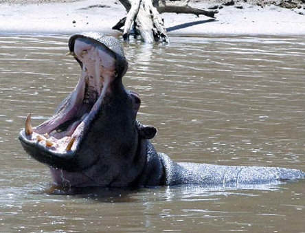 Fears surface after hippo kills tourist from Shanghai