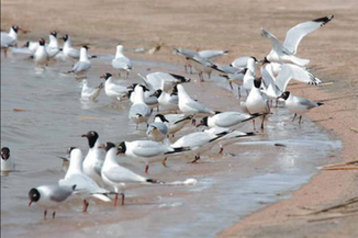 Wetlands a world for birds