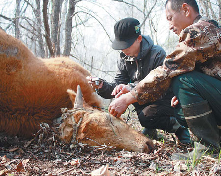 Marauding Siberian tigers kill livestock