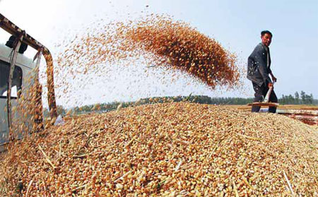 'No worry' on wheat imports