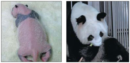18-year-old panda conceives triplets
