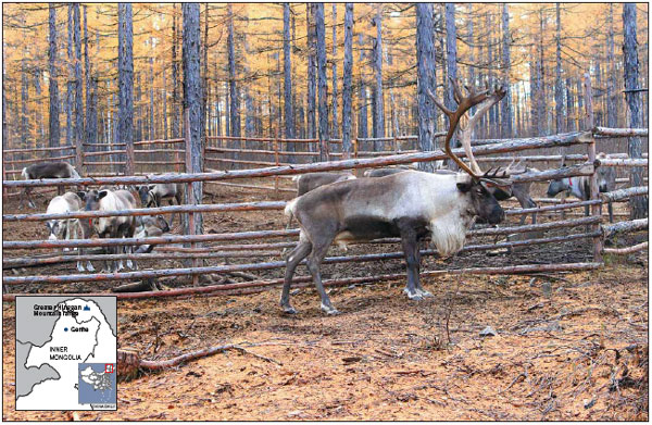 Last of the reindeer hunters