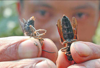 Killer hornets wreak havoc