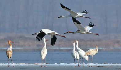 White Crane dance takes flight