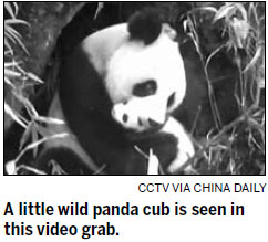 Cameras capture daily lives of mother panda, cub in the wild