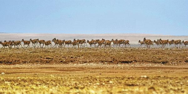 Heritage status sought for antelope habitat