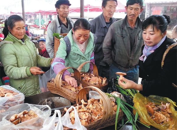 Taste for wild fungi spreads the wealth