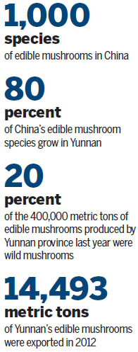 Taste for wild fungi spreads the wealth