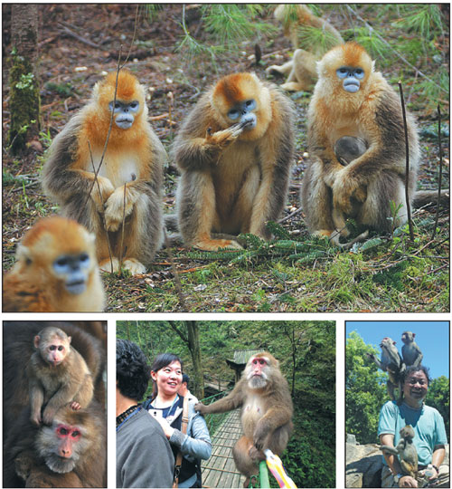 Monkey see, humans do