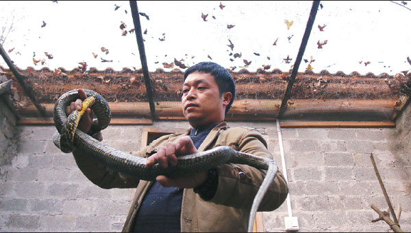 Breeder raises venomous snakes for market