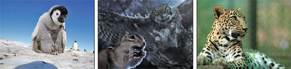 Visual treat for nature lovers