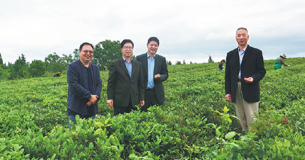 Growing tea culture in Georgia