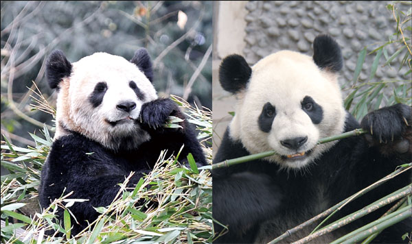Zoos get ready for 'panda-monium'|In Depth|chinadaily.com.cn