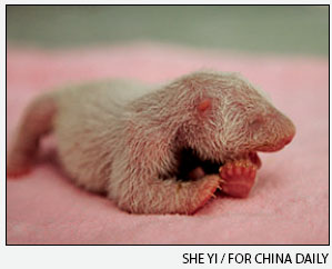 Newborn Pandas: the size of a stick of butter