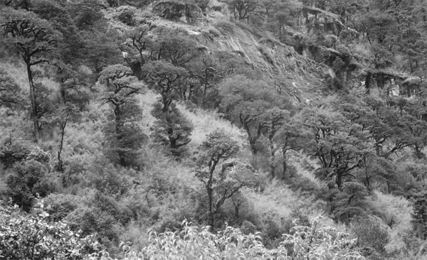 Tibet's Tamaks known for blacksmithing