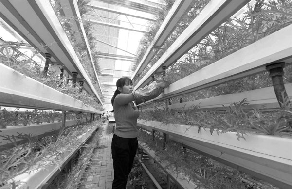 Vertical farms springing up in cities