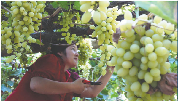 Wine in the US: 'Made in China' is rare