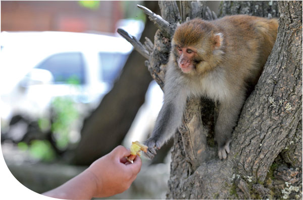 Forest ranger's dedication helps monkeys thrive