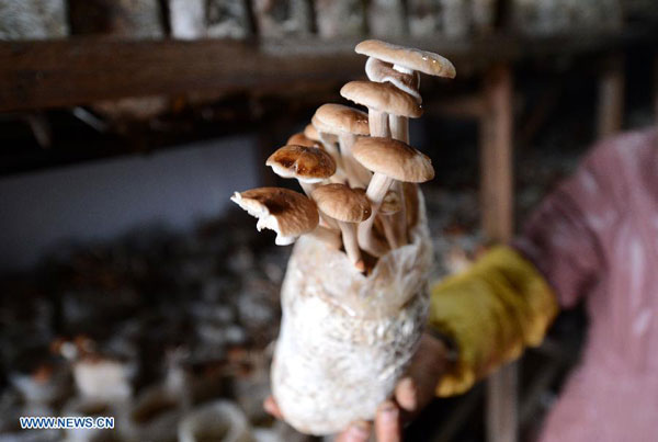 Edible fungi plantation in Dayangzhou town