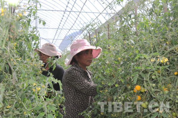 Modernized farm on Qinghai-Tibet Plateau