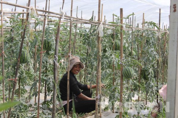 Modernized farm on Qinghai-Tibet Plateau