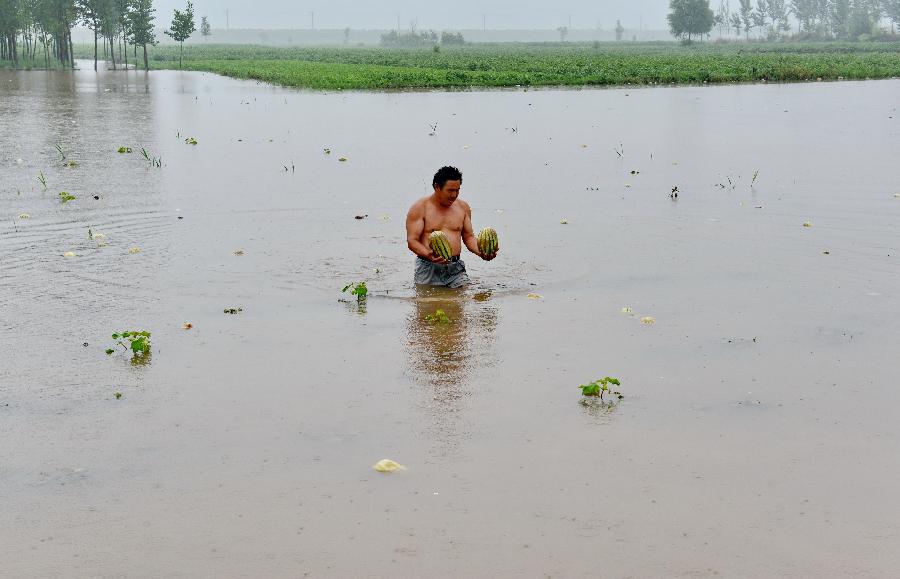 Watermelon plantation flooded after heavy rains in China's Hebei