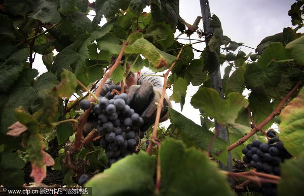 Grape harvest in Spain