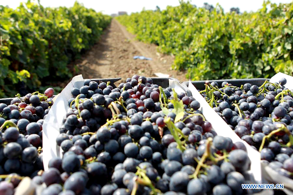 People harvest grapes in Algerian vineyards