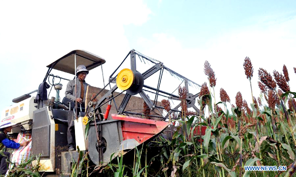 Broomcorns in SW China enters harvest season