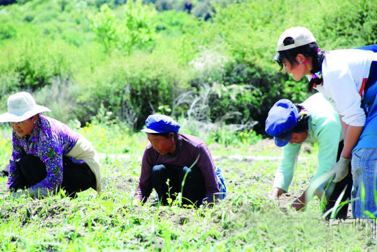 Tibetan herbs enrich local people