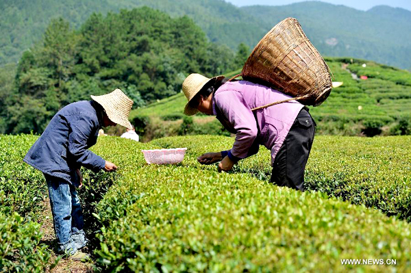 Farmers pick autumn tea in C China
