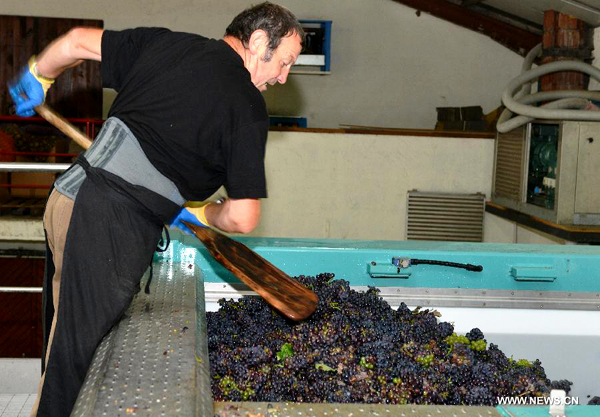 Grape harvest season in France