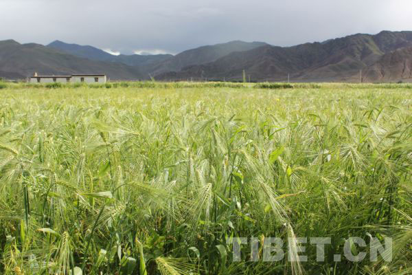 Tibet's grain industry maintains sustainable development